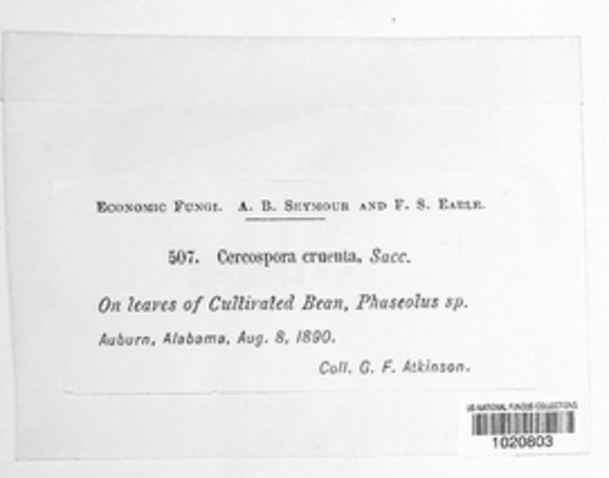 Mycosphaerella cruenta image